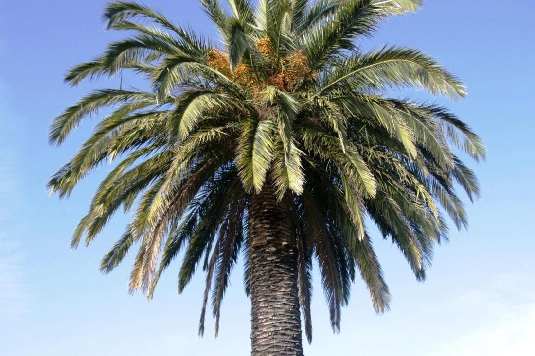 ג'ילונג Golden Palms Motel מראה חיצוני תמונה